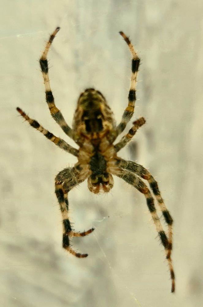 Photograph by Сергей Мамалюк