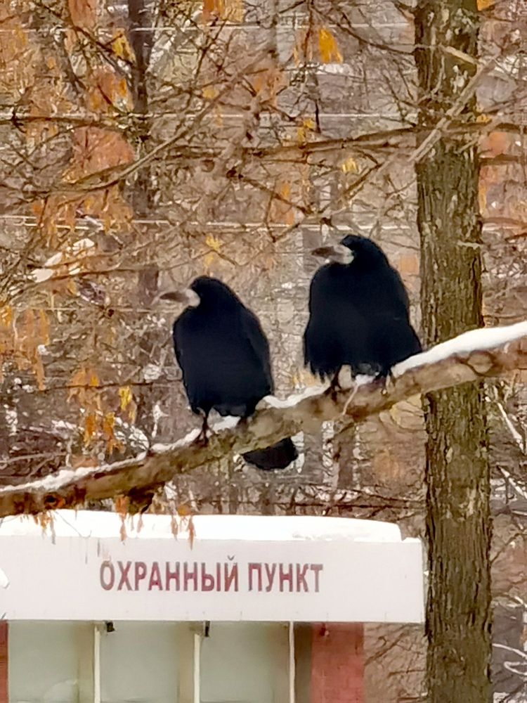 Птичий Дозор.