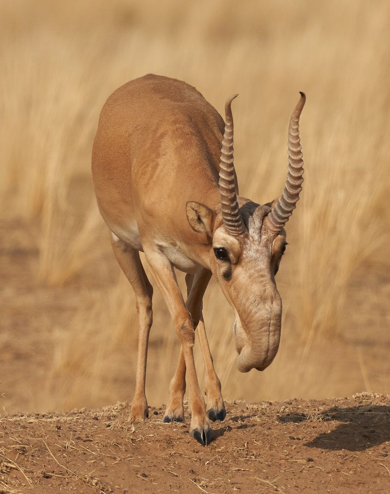 Сайгак (Калмыкия, август 2021)
