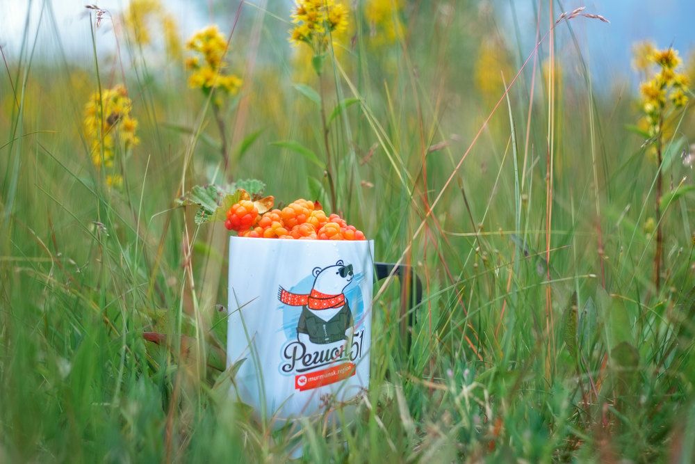 Вкус севера