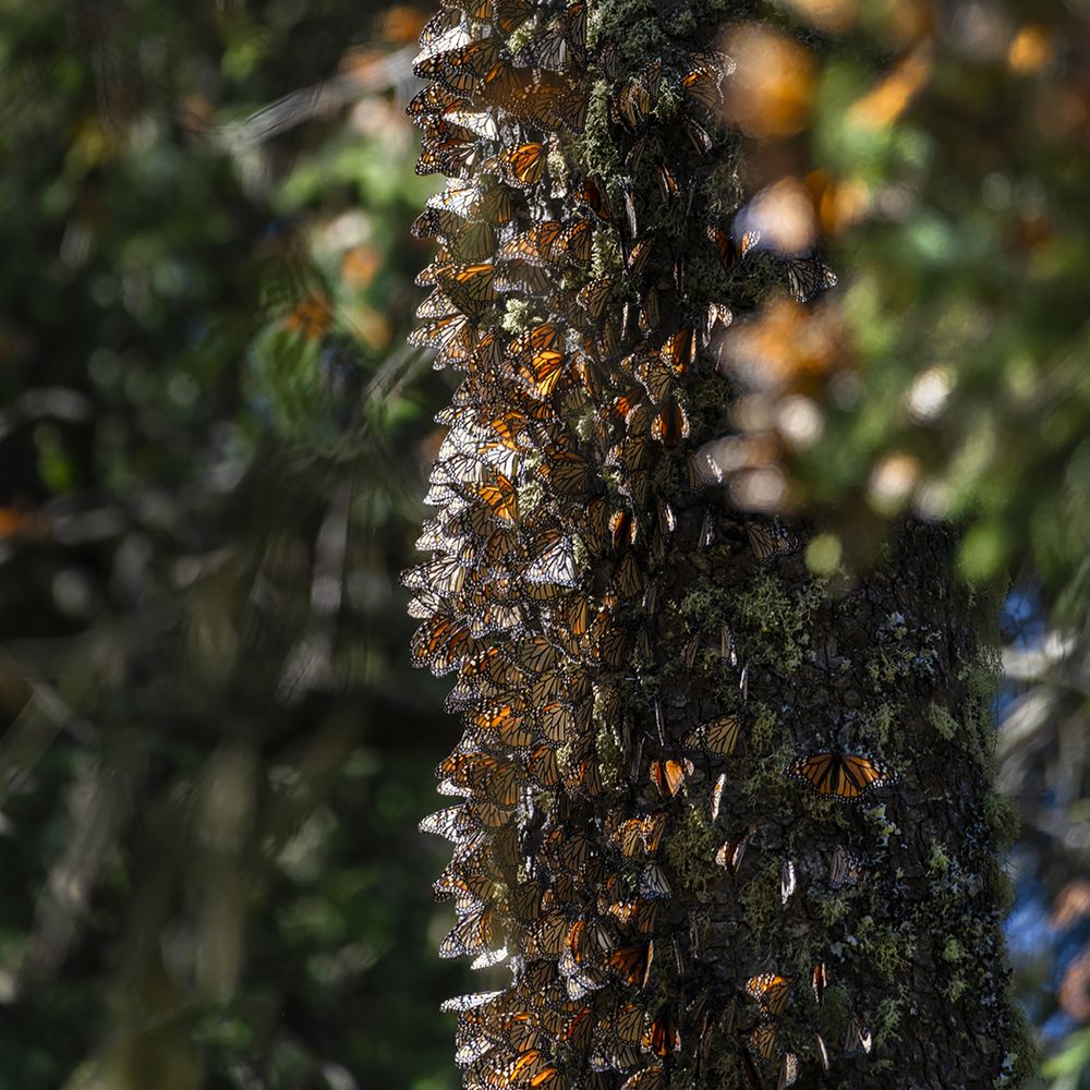 Photograph by CLAUDIA ROJAS GARCIA TRAVESI