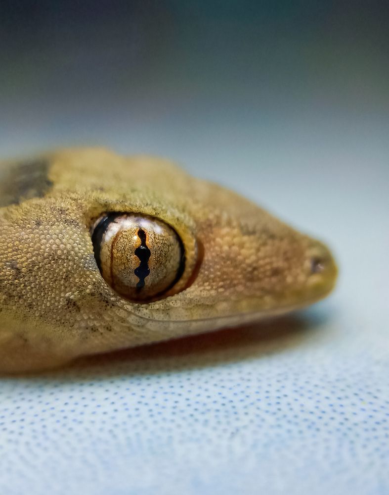 Photograph by Souvik Bhattacharyya