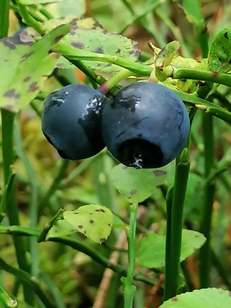 Photograph by Лариса Натальская