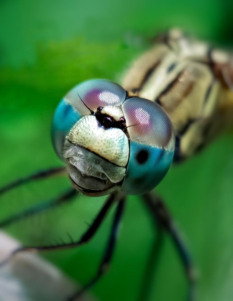 Photograph by Souvik Bhattacharyya