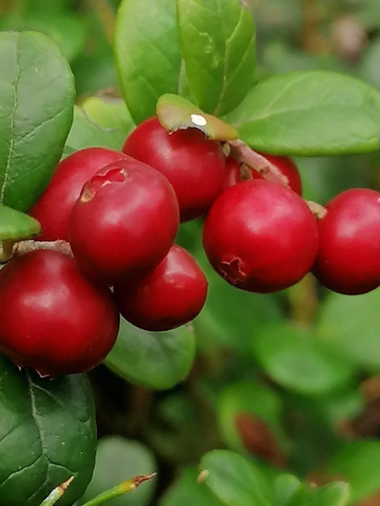 Photograph by Лариса Натальская