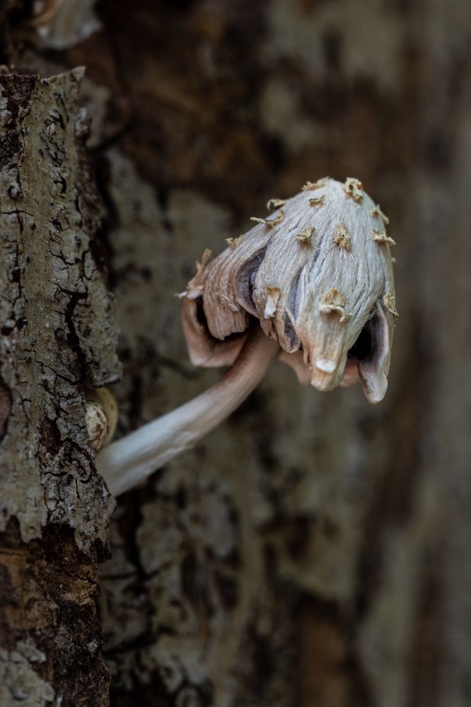 Sorpresas matutinas la humedad de la noche