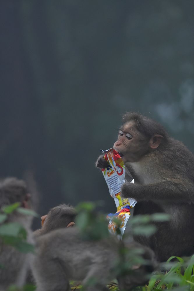 Photograph by Prabhu Kulukkallur