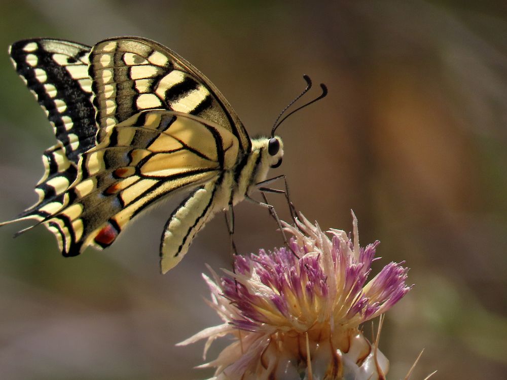 Photograph by Drora Baharal