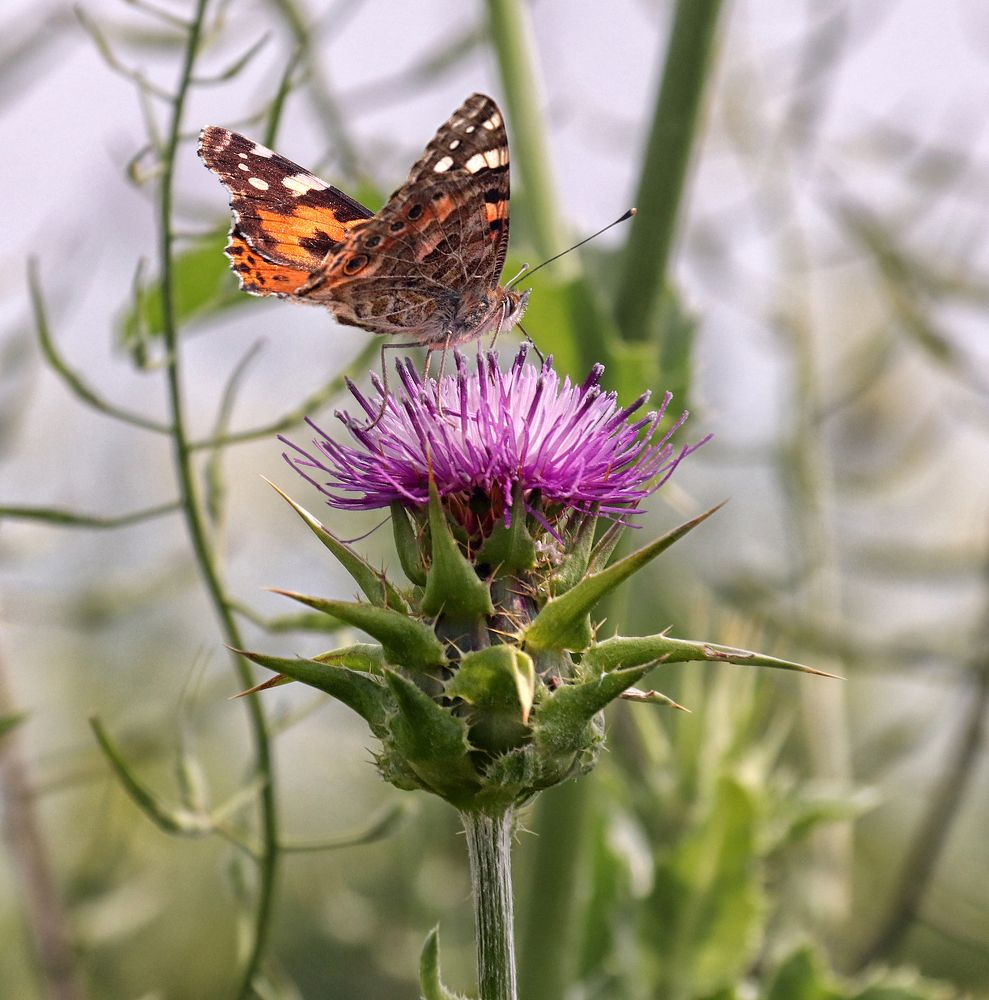 Photograph by Drora Baharal