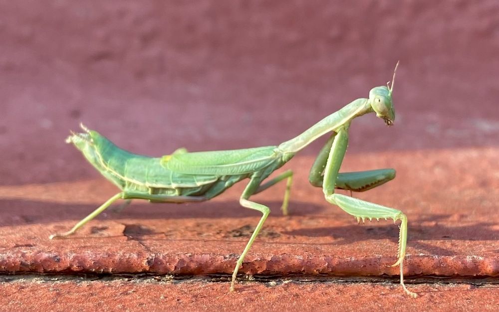 Photograph by Ирина Молибог