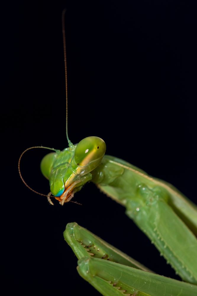 Atenta a los movimientos