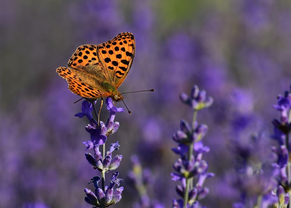 Photograph by Krasimira Nedelcheva