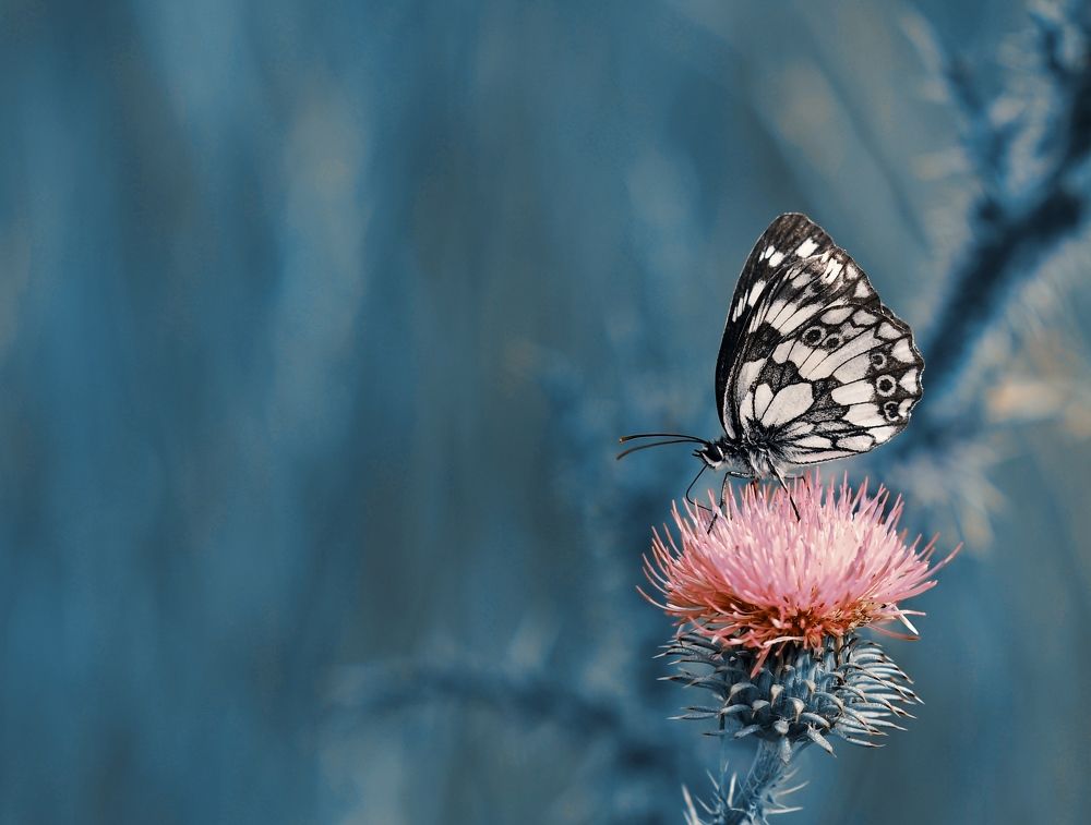 Photograph by Krasimira Nedelcheva