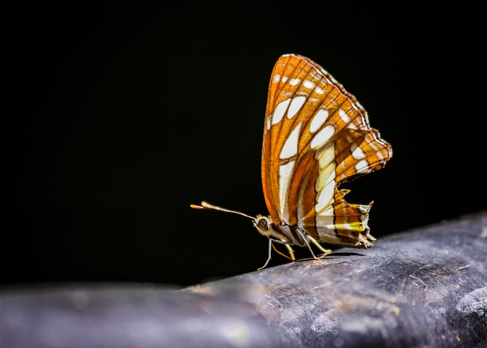 Photograph by Sathish K