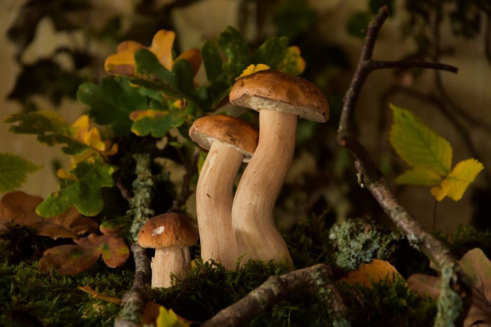 Photograph by Ирина Алексеева