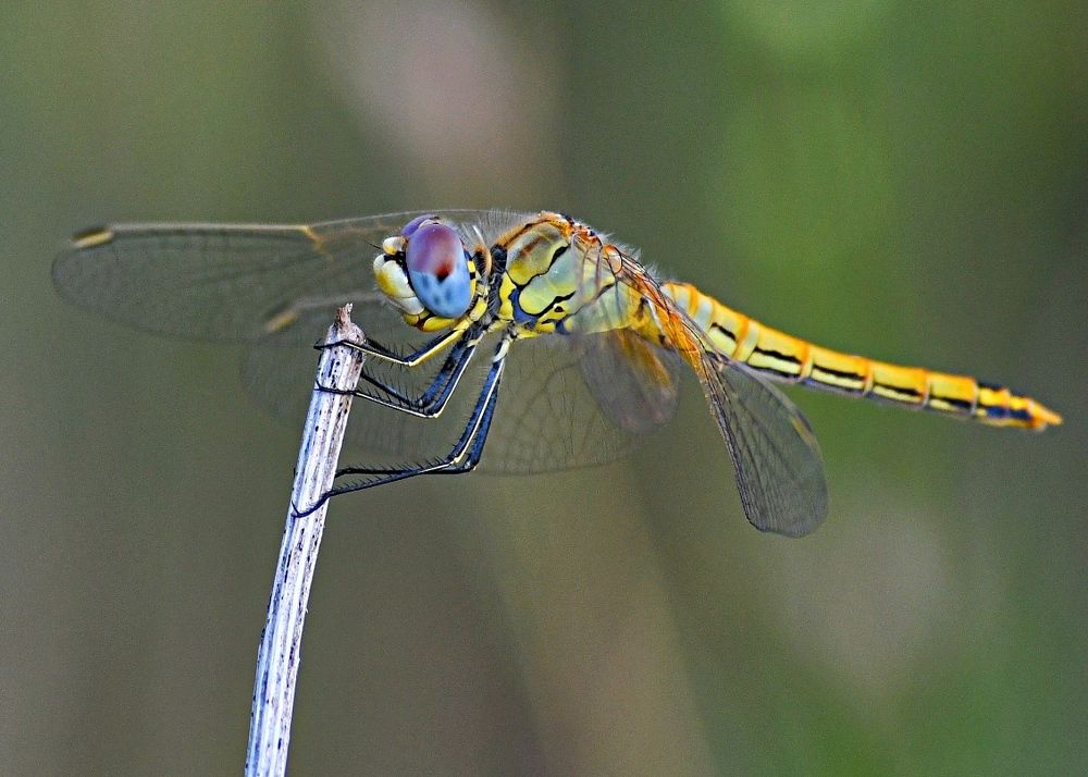 Photograph by Krasimira Nedelcheva