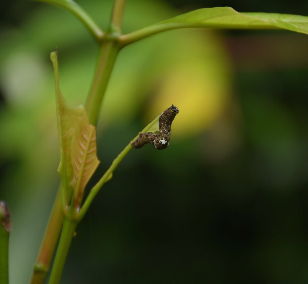 Photograph by B. Rathnayake Isuru