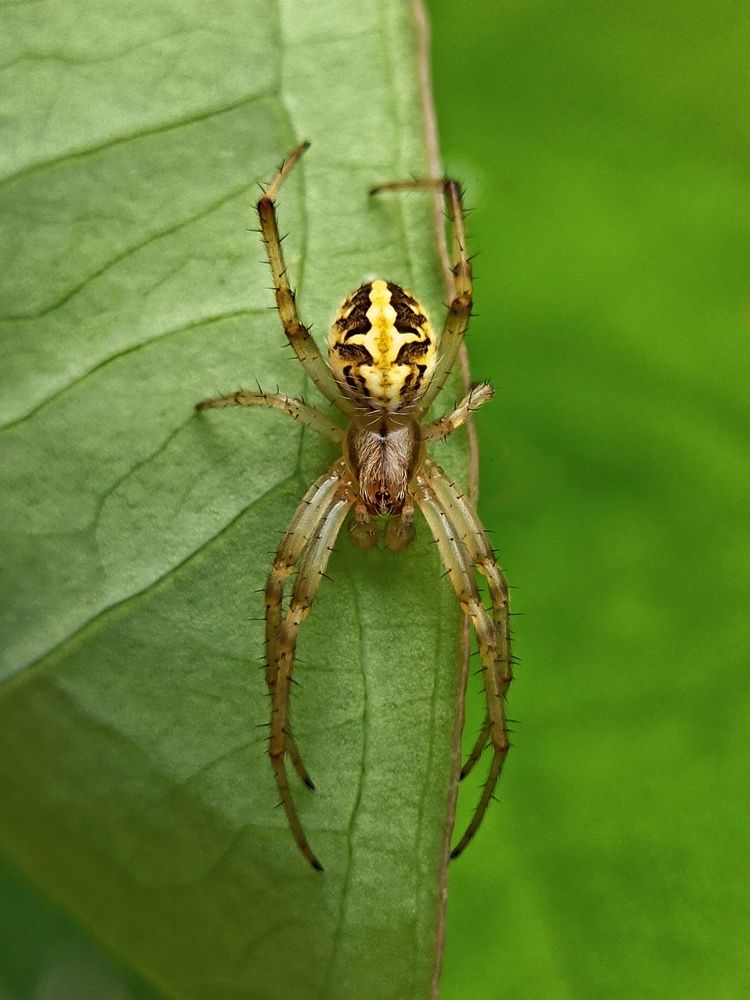 Фотография автора Rounak Kayal