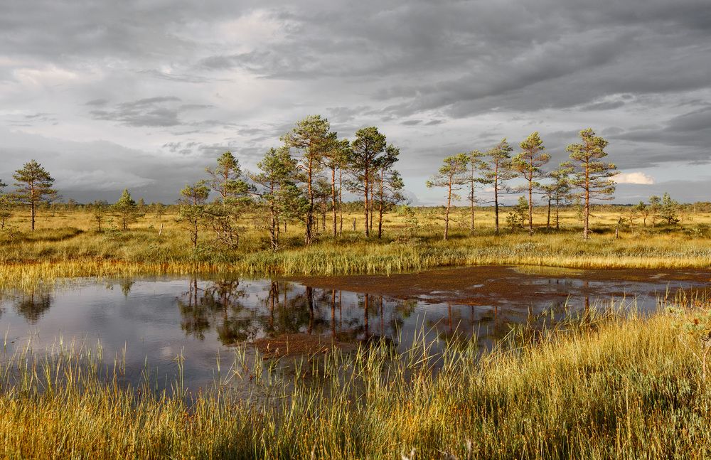 Болота Эстонии