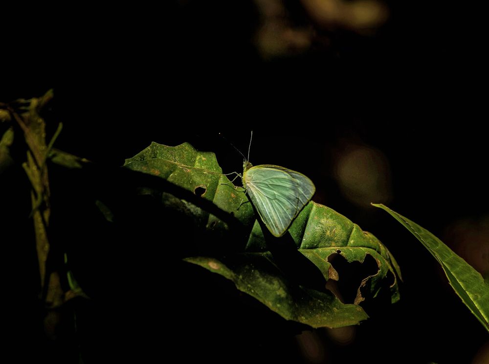 Photograph by Sathish K