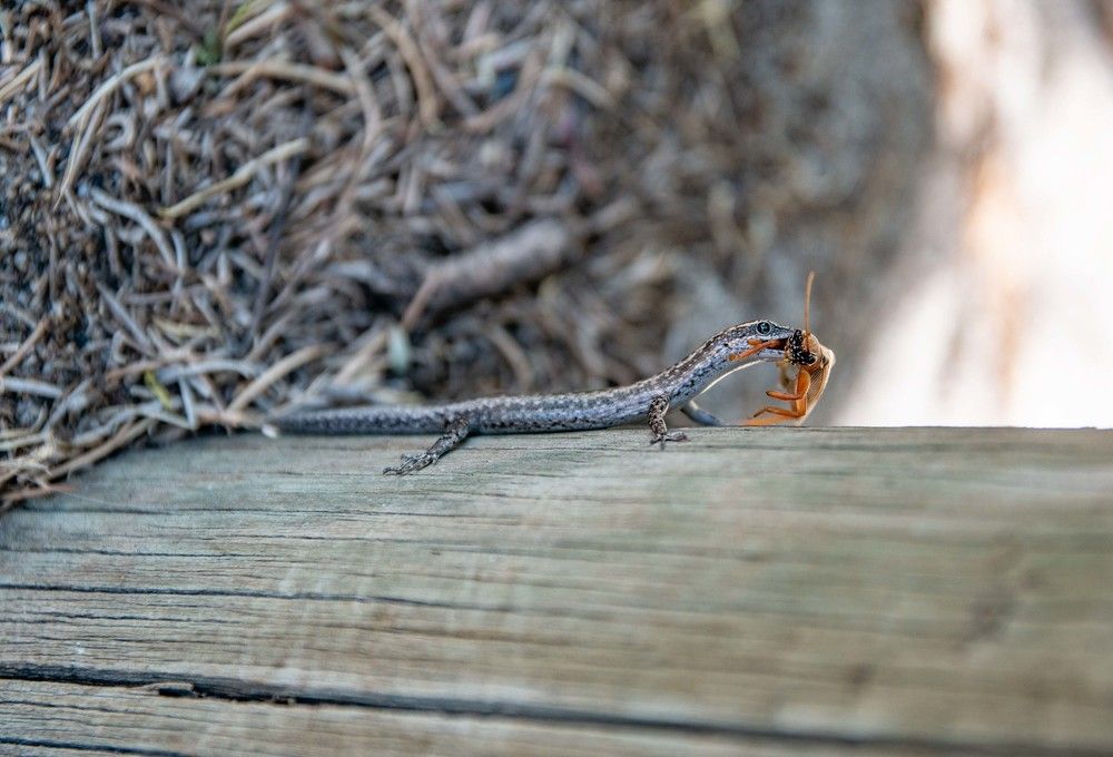 Photograph by Elena Diener