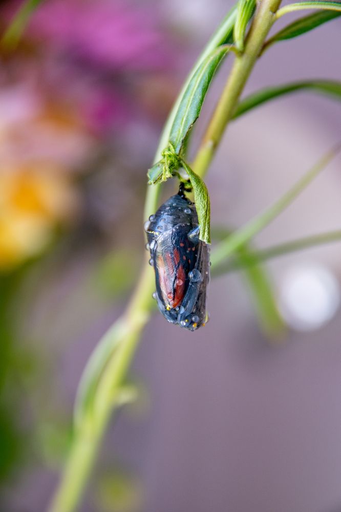 Photograph by Elena Diener