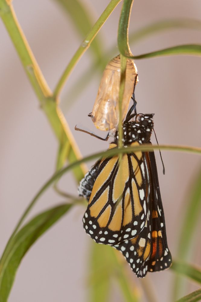 Новая бабочка