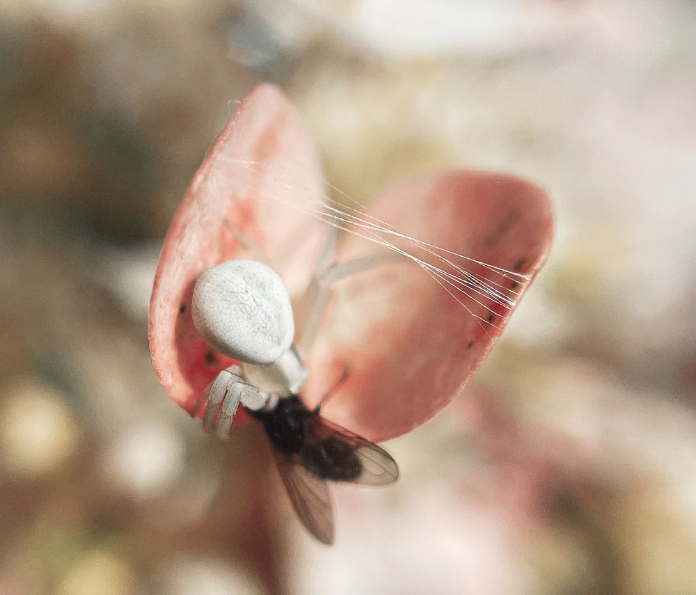 Photograph by Анна Байкина