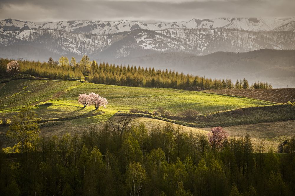 Twin cherry blossom trees