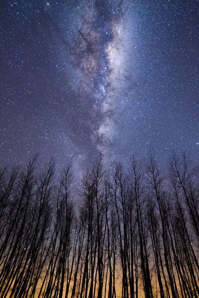 Winter trees over galactic center