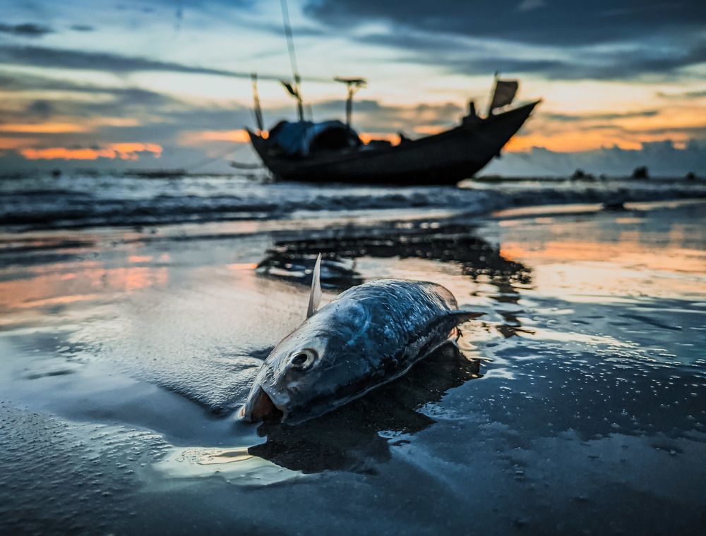 Dead Fish on Sea Shore