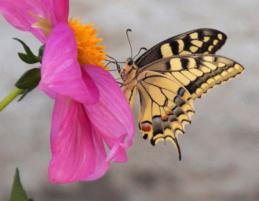 Photograph by Наталья Степаненко