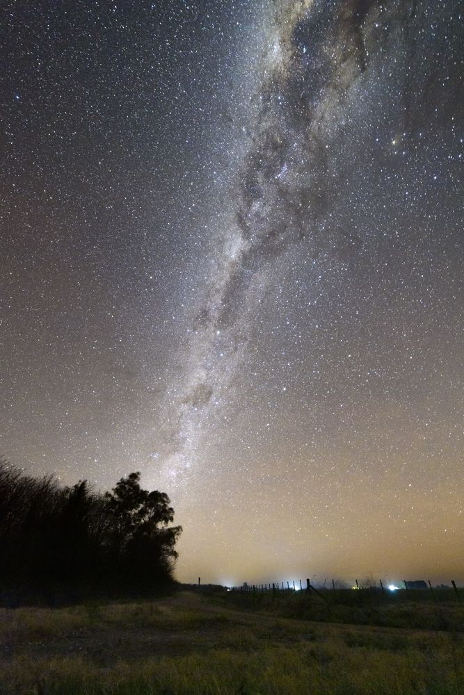 Galactic chimney trees