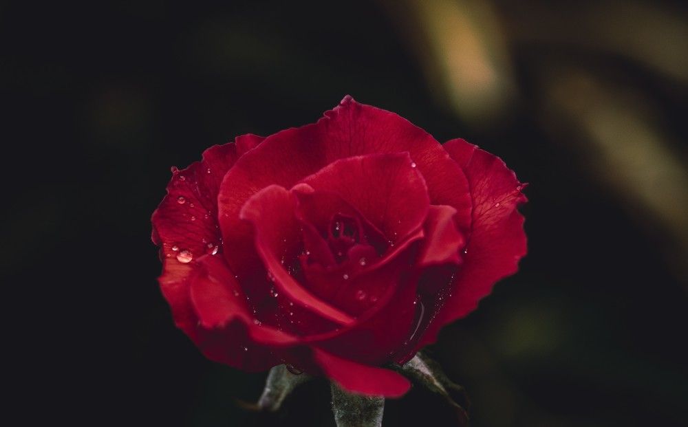 Photograph by Jared Clement