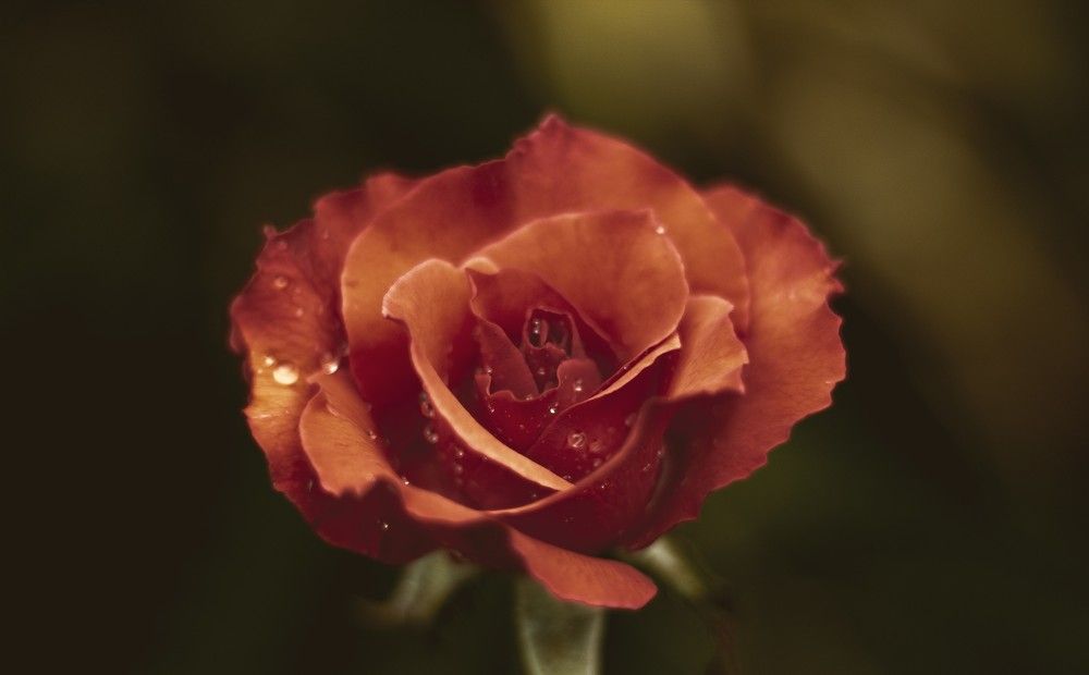 Photograph by Jared Clement