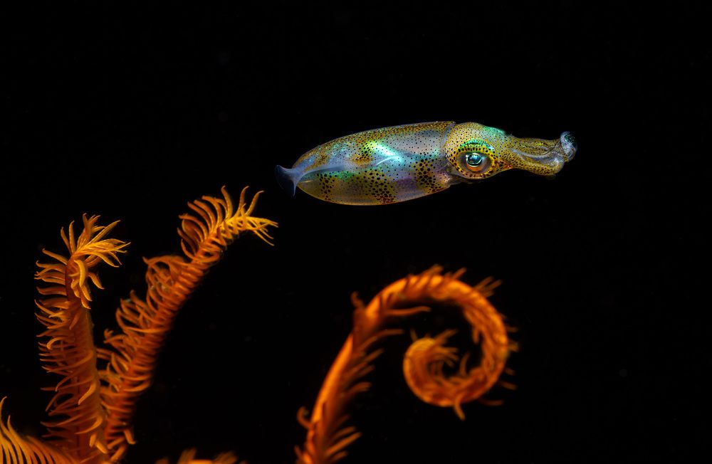 Photograph by Андрей Савин