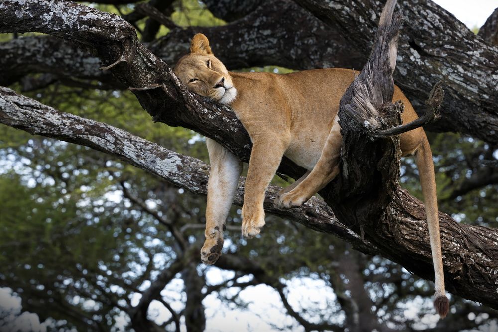 Крепкий сон