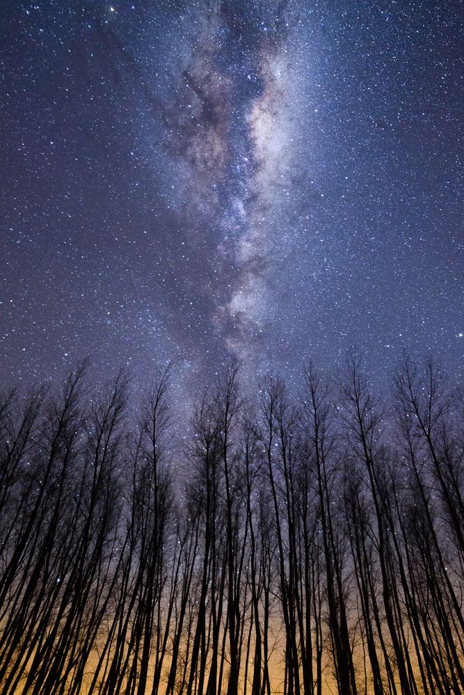Winter trees over galactic center