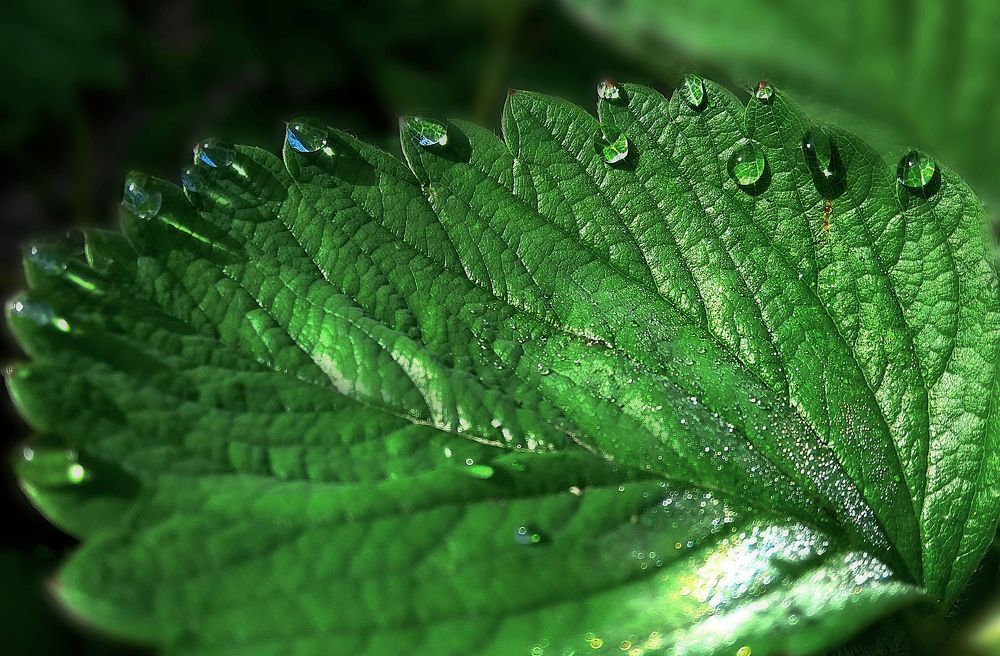 Photograph by Светлана Шмигельская