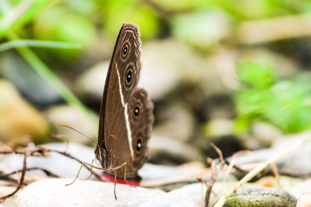 Photograph by Santosh Shrestha