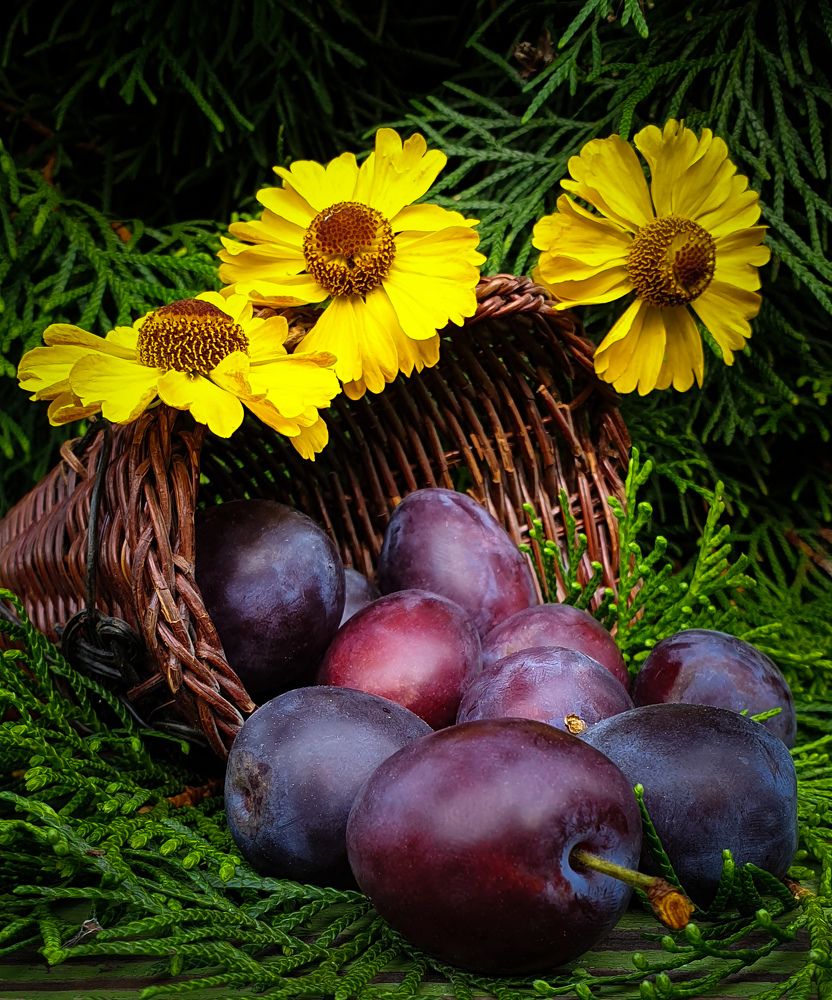 Сливовое настроения