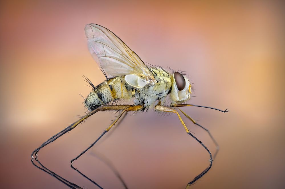 Photograph by Антон Орленко