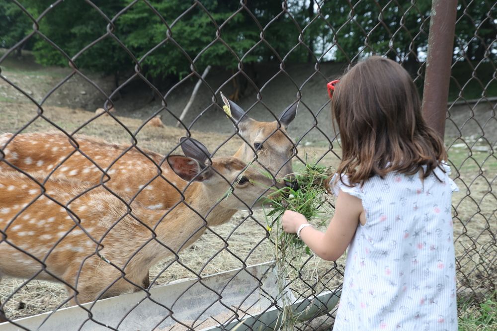 Девочка кормить с рук Пятнистых Оленей Алмак Дагестан