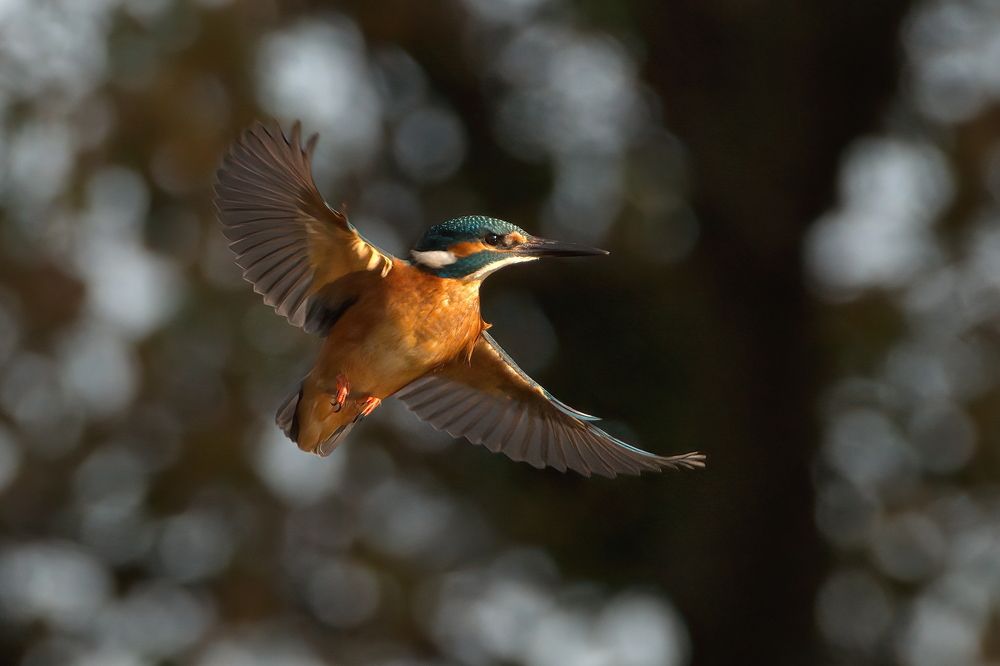 Фотография автора Jaroslaw Kowalski