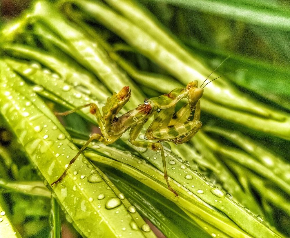 Photograph by Jiban Mazumdar