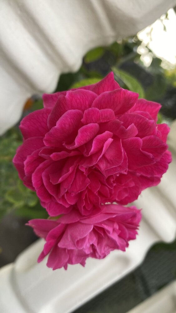 Roses