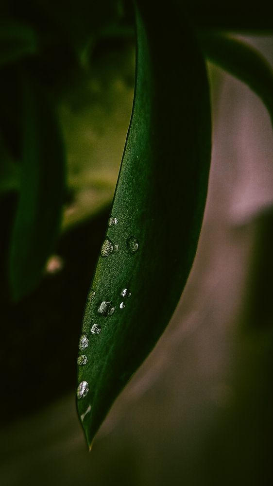 Photograph by Bibekanand Rana