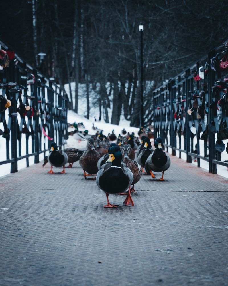 Фотография автора Николай Николин