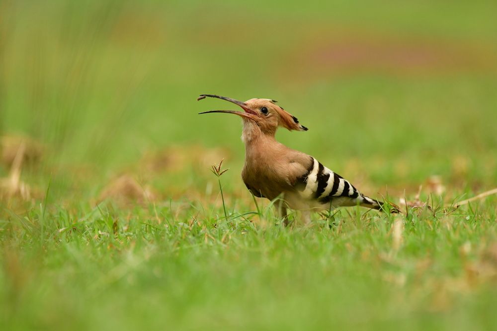 Photograph by Ravindra Kapu