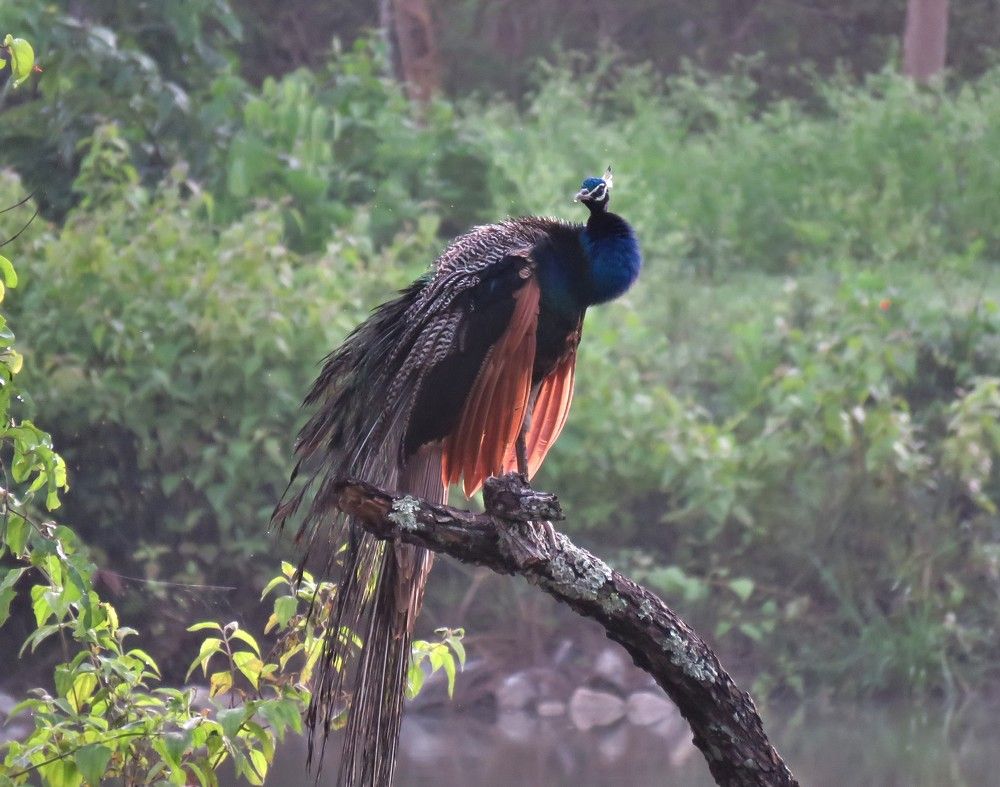 Peacock sitting on branch near a lake